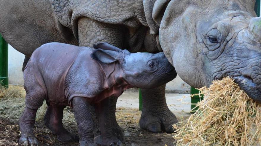 El rinoceronte recién nacido acompaña a su madre mientras esta se alimenta