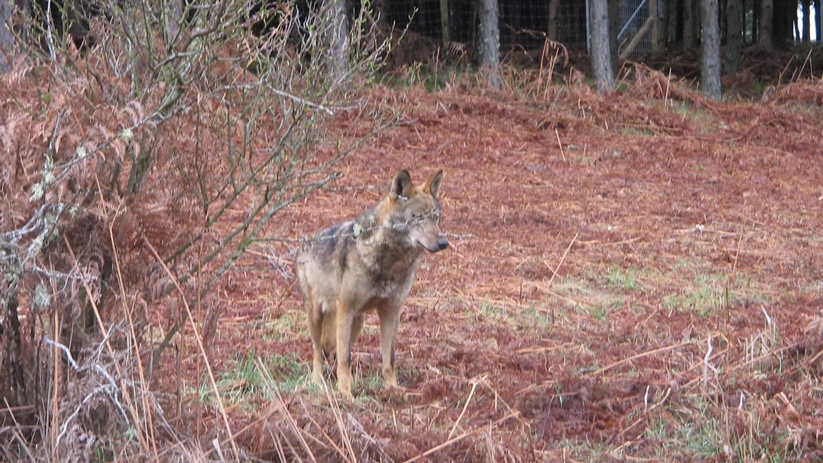 Un lobo en la Sierra de la Culebra