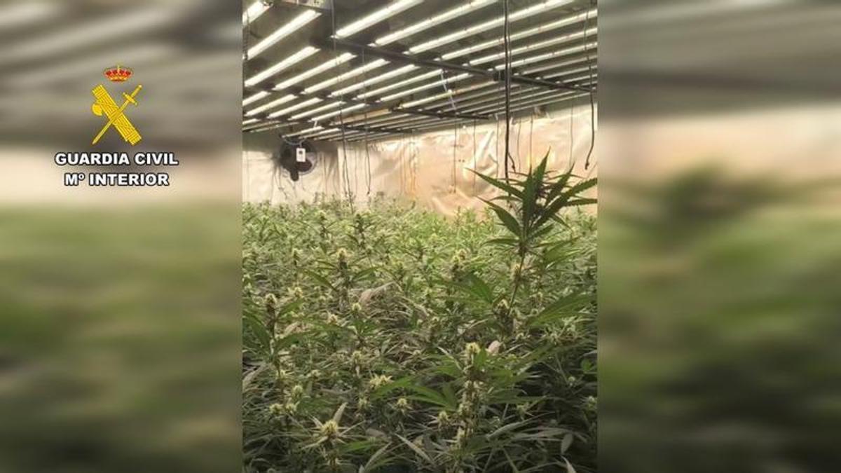 Una de las plantaciones desmanteladas por la Guardia Civil en la Marina Alta.