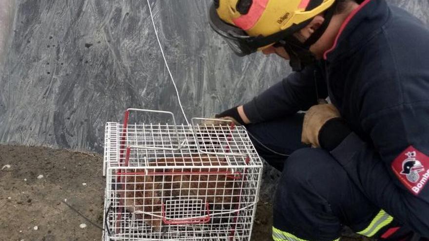 Un bombero con el zorro enjaulado