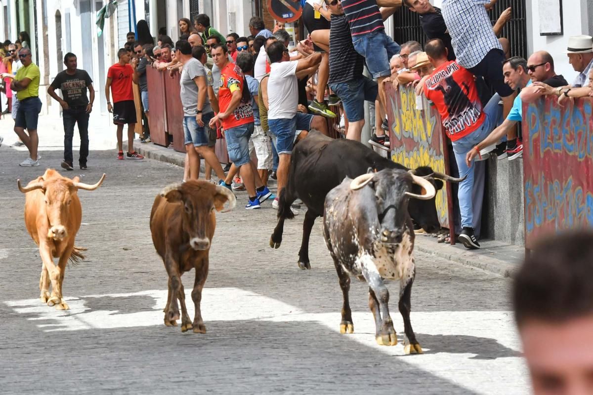 Primer encierro taurino en El Viso