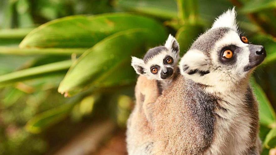 Ejemplar de lémur de cola anillada con su madre, en Loro Parque. | | E.D.