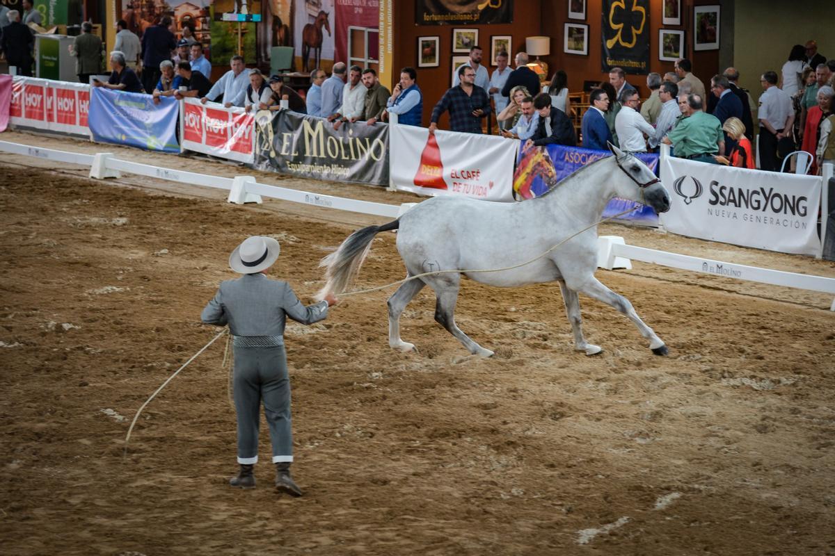 Un caballo en una de las pistas de Ifeba.