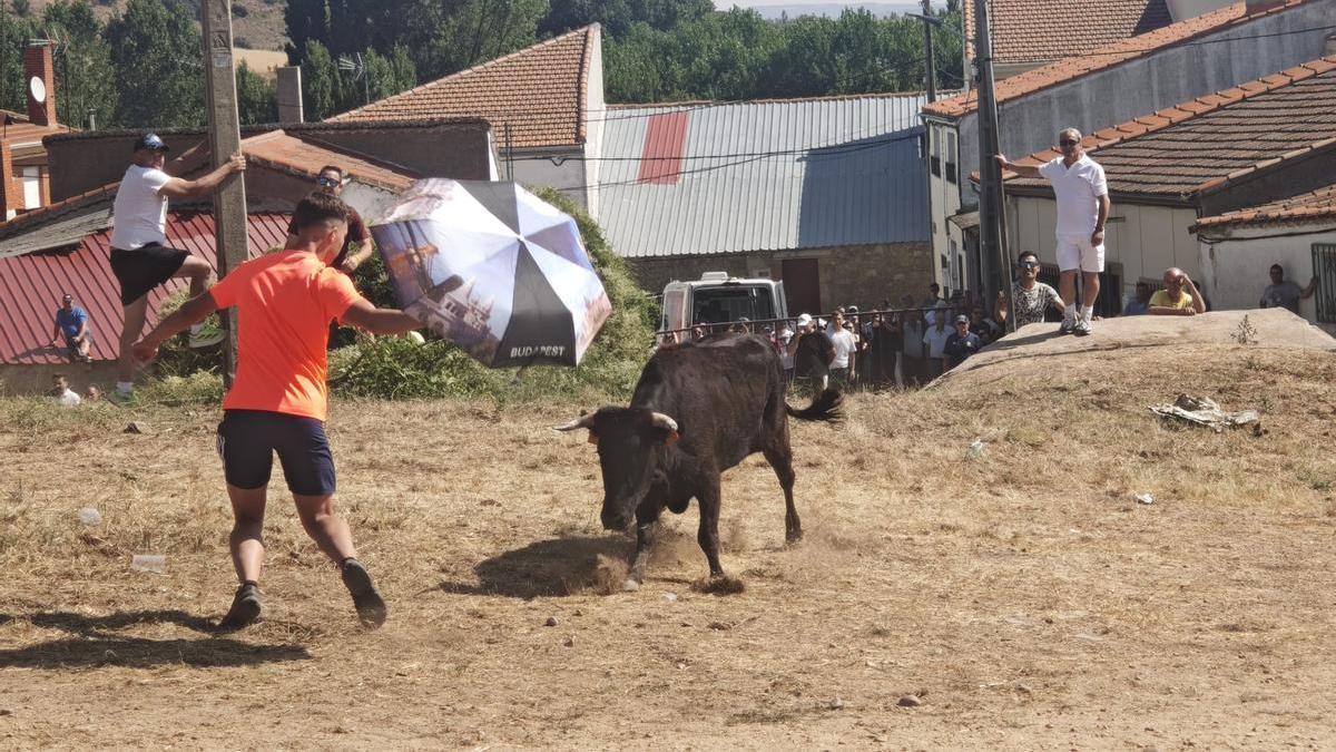Unos toros "reservones" y unas vacas "muy bravas" ponen el broche festivo en El Maderal