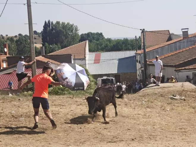 Unos toros "reservones" y unas vacas "muy bravas" ponen el broche festivo en El Maderal