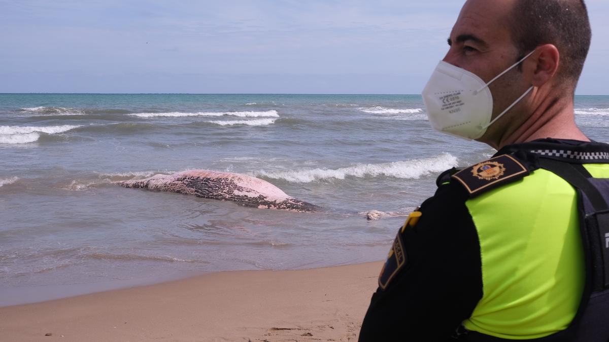 Aparece una ballena muerta en Guardamar