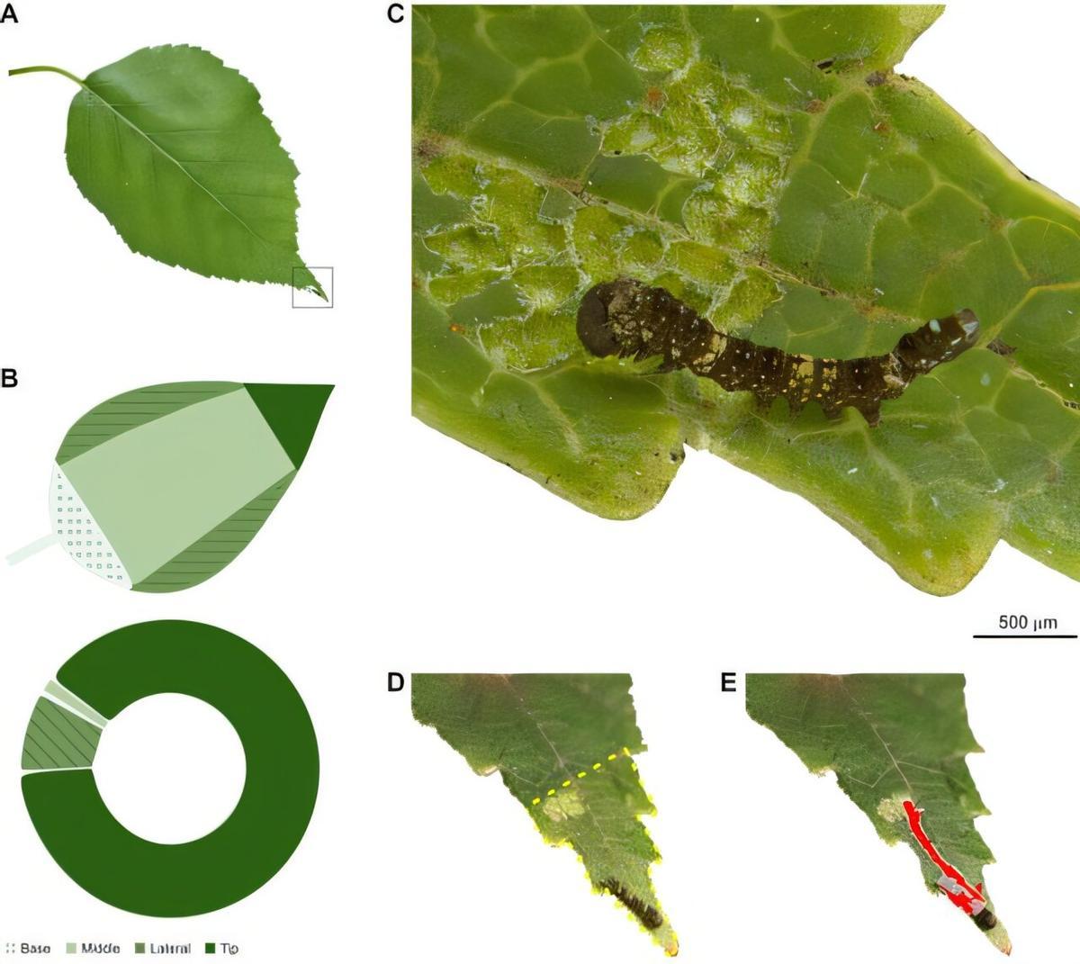 Territorios de las puntas de las hojas de orugas neonatas de abedul verrugoso (Falcaria bilineata).