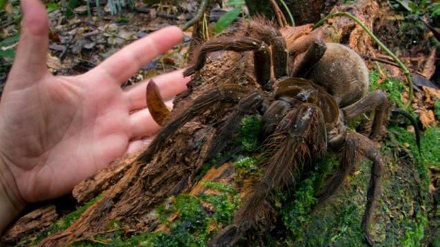 Araña Goliat (Theraphosa blondi)