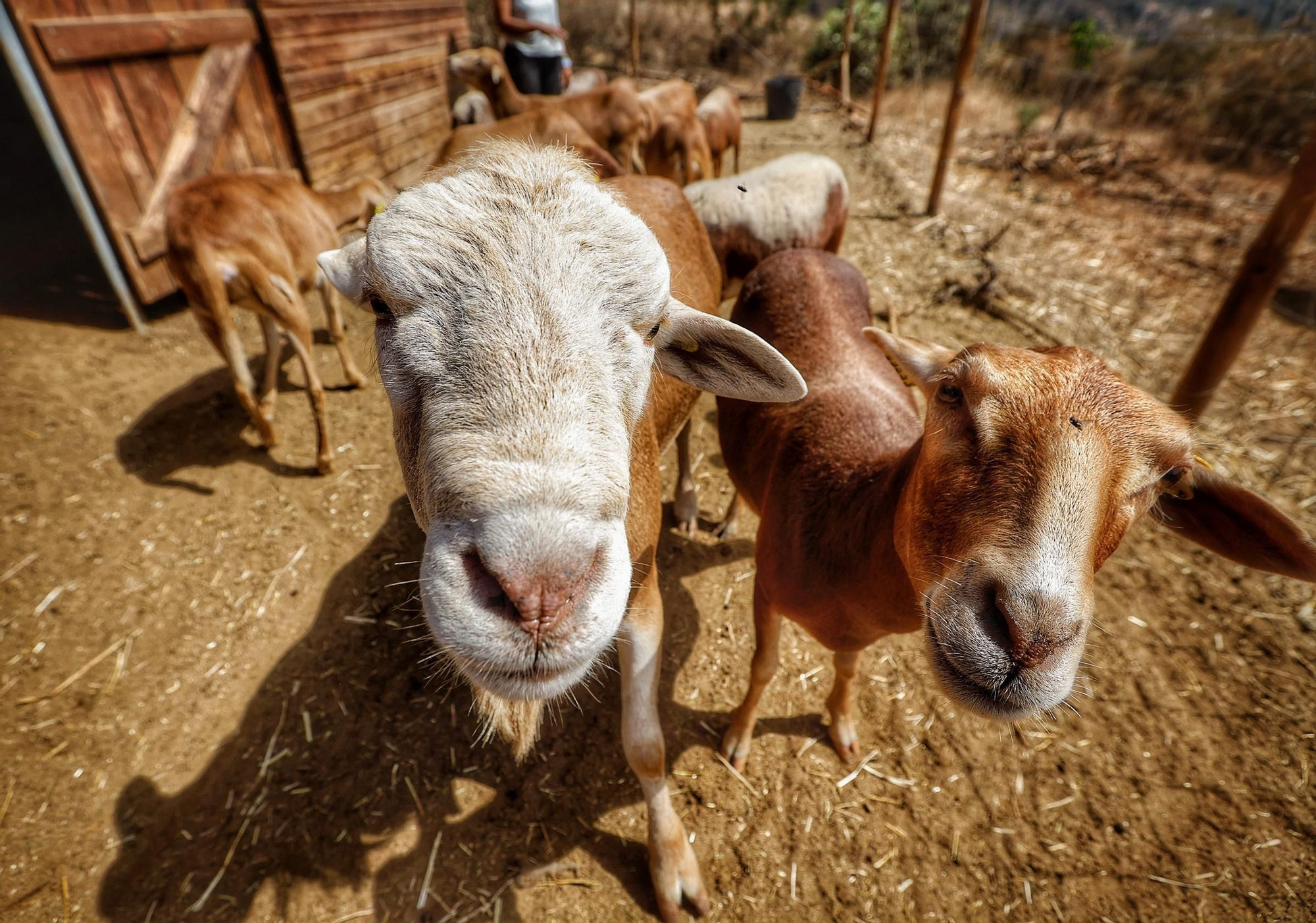 Proyecto para proteger dos razas autóctonas de ovejas