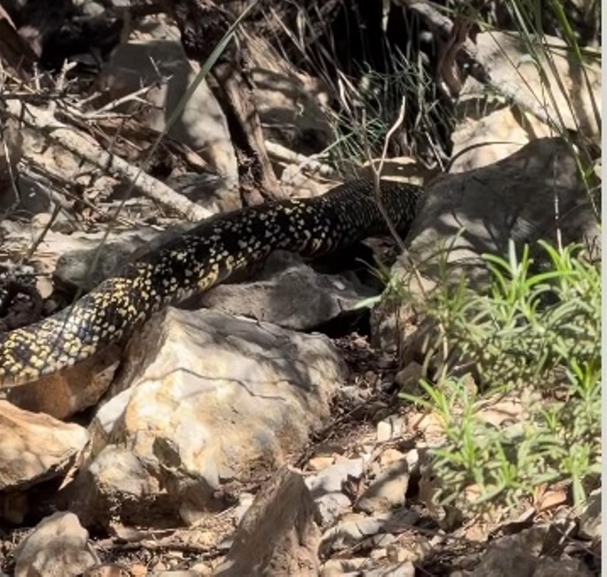 La serpiente grabada en sa Pedrera