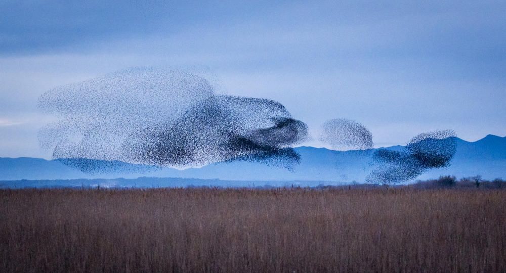 Estornells als Aiguamolls de l'Empordà