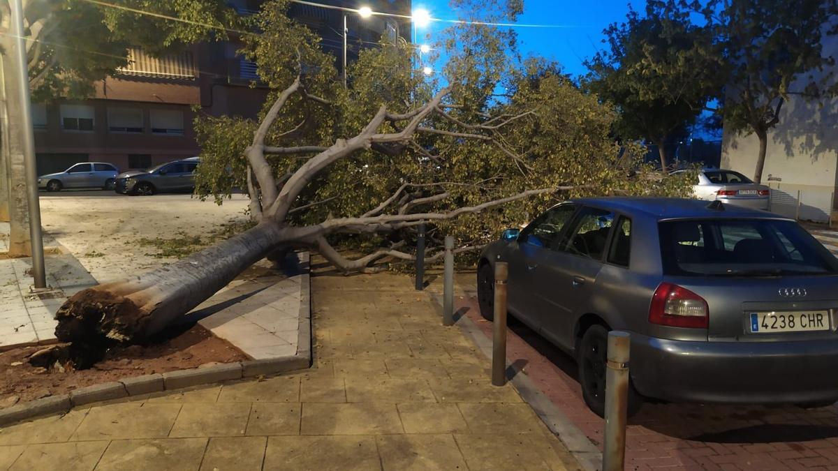 Un árbol caído sobre un vehículo en el Grau de Castelló, esta pasada madrugada