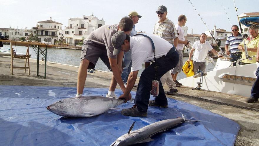 La sobrepoblació de tonyina vermella preocupa els pescadors de l&#039;Empordà: &quot;S’ha convertit en una plaga&quot;