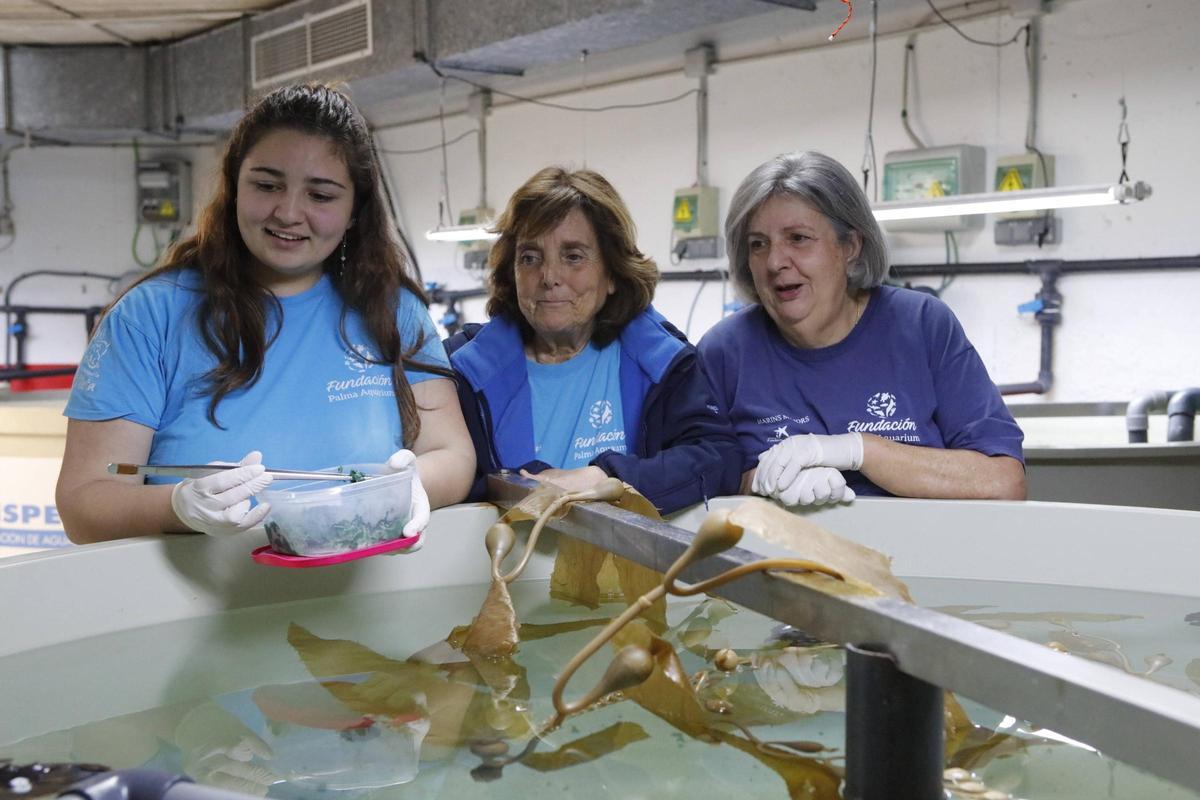 Freiwillige kümmern sich um die verletzten Meerestiere in der Rettungsstation der Stiftung Palma Aquarium