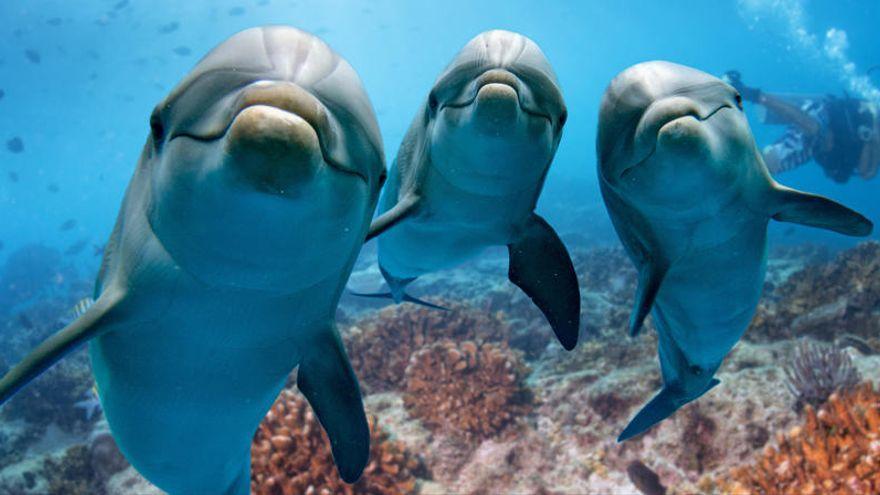 La UMU y la Fundación Oceanogràfic describen por primera vez las proteínas presentes en el semen de delfín