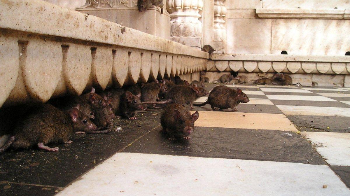 Las ratas son una plaga urbana que se extiende en las grandes ciudades de todo el mundo, incentivada por el cambio climático.