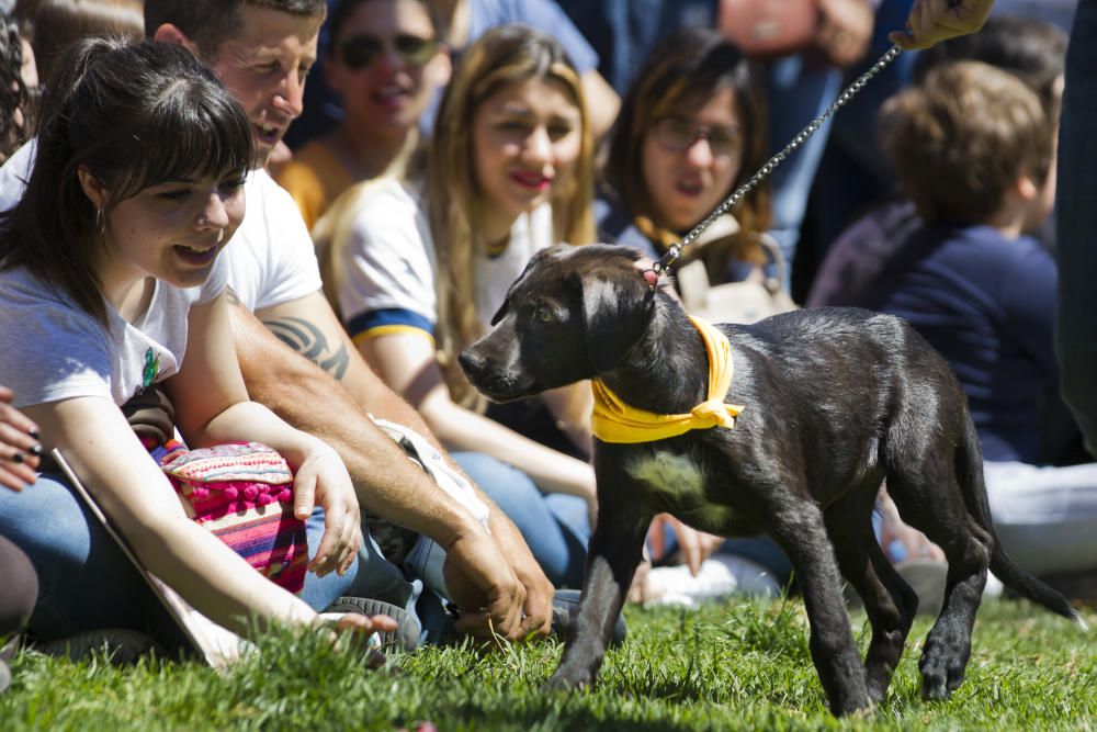 III Feria del Bienestar Animal en Valencia