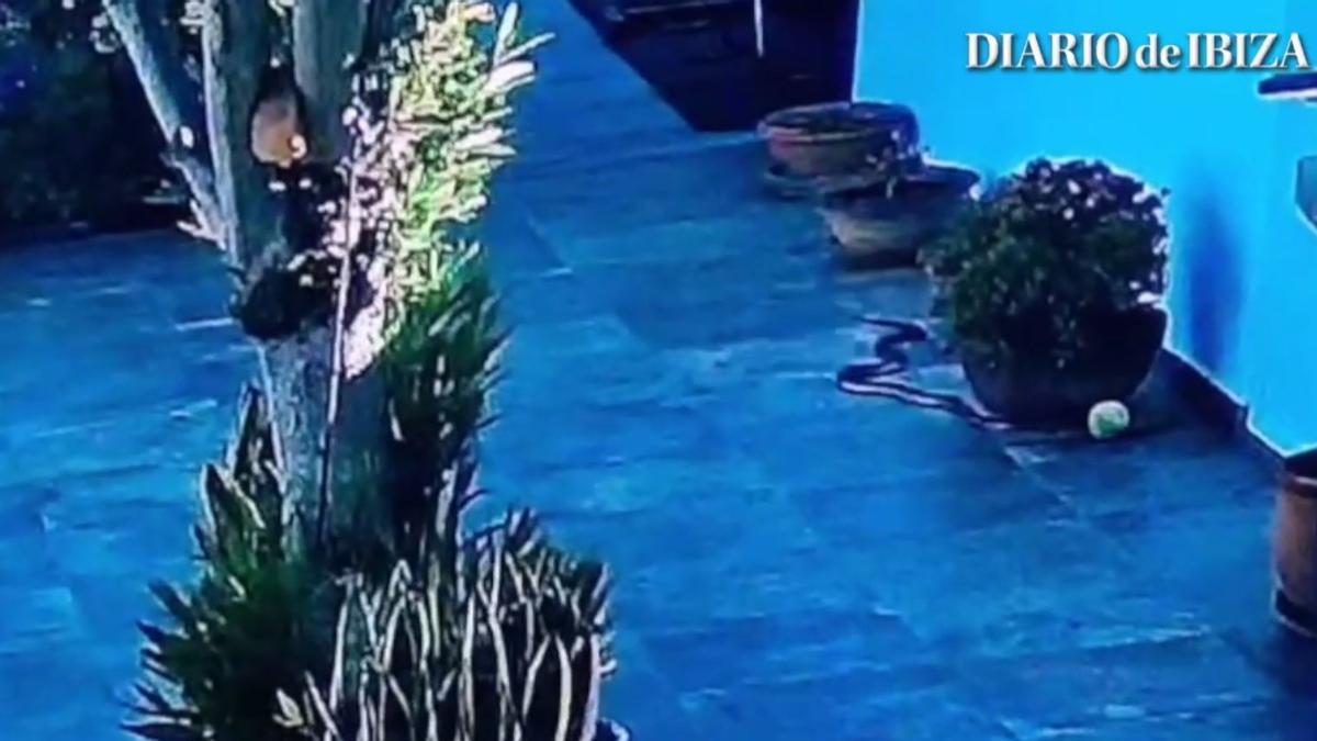 Vídeo: Una serpiente se pasea a sus anchas por el jardín de una casa en Ibiza