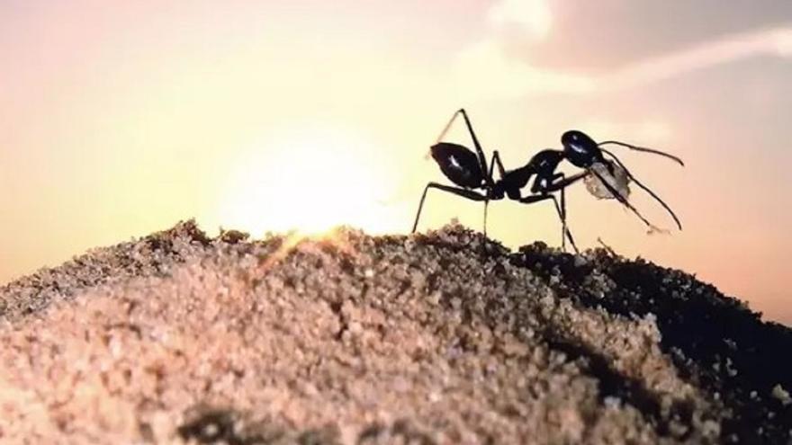 Así es la biodiversidad en los hormigueros según la Universidad de Córdoba