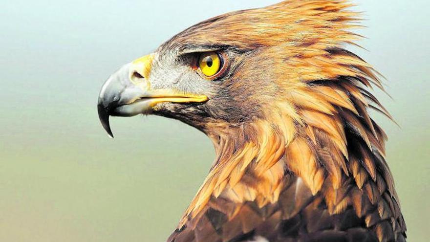 L’àguila imperial esquiva l’extinció
