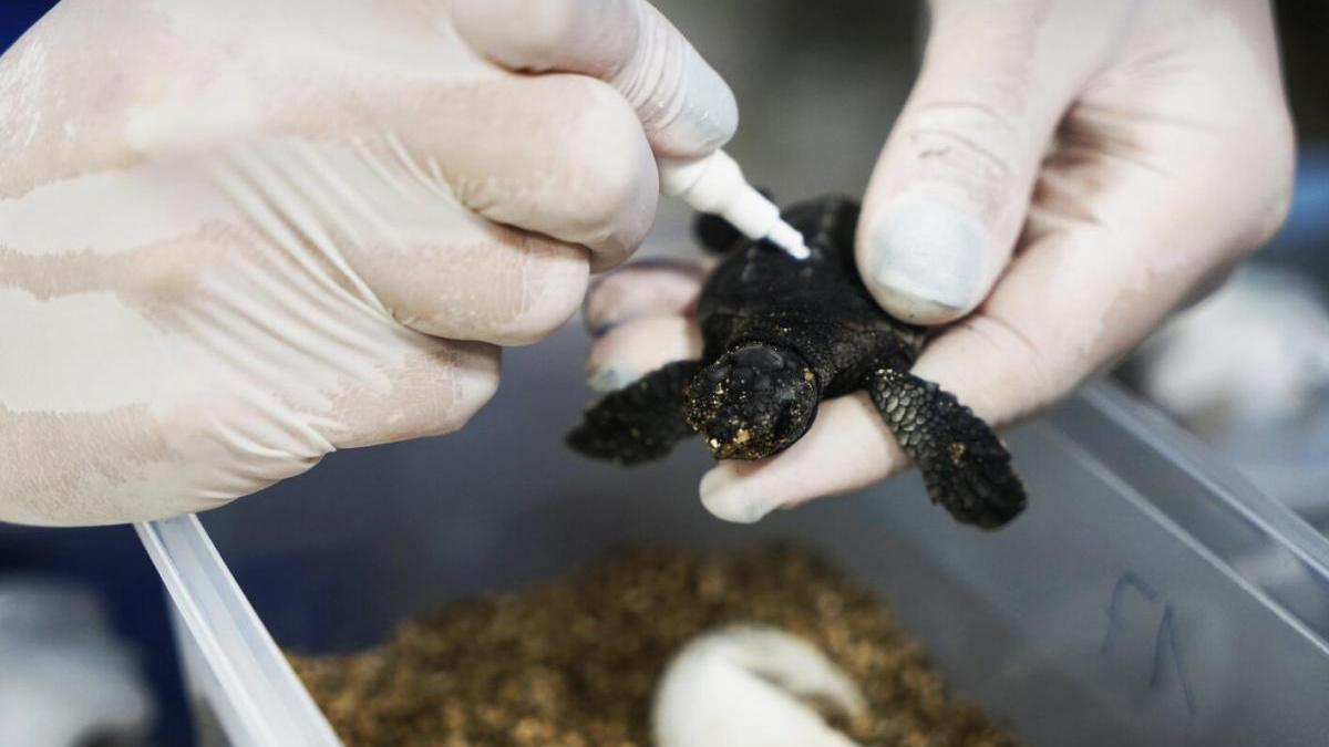 Nacen en el Oceanogràfic las primeras nueve tortugas del nido de Castelló