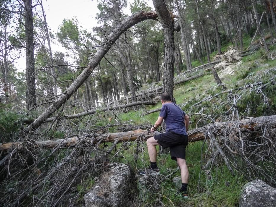 La falta de personal y la envergadura de los daños causados por la borrasca Gloria han impedido retirar los árboles en el parque natural, más allá de en caminos y pistas.