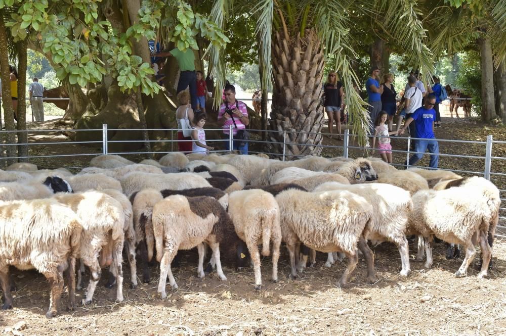 Feria de ganado