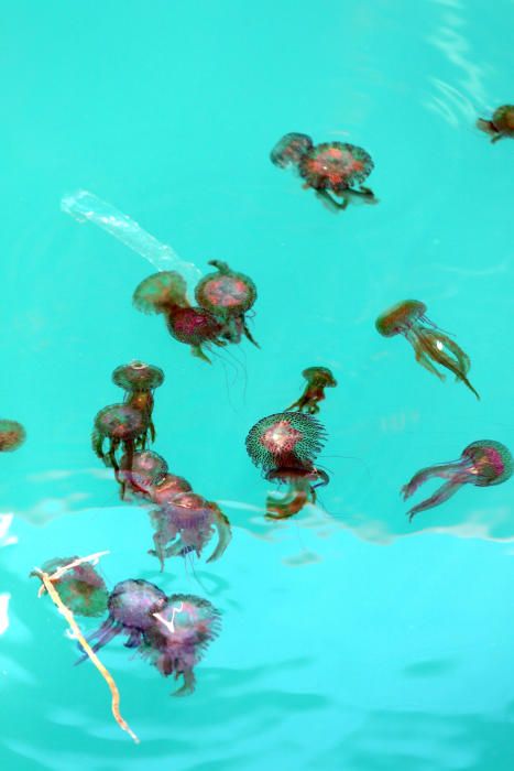 El banco de medusas llega a Málaga capital