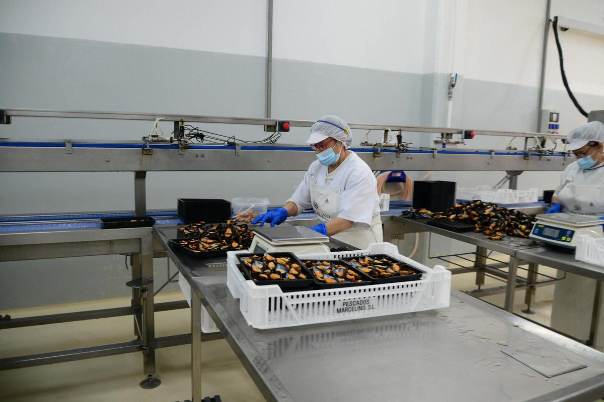 Visita a las instalaciones de Pescados Marcelino, una empresa con más de medio siglo de historia en el puerto de Aldán Visita a las instalaciones de Pescados Marcelino, una empresa con más de medio siglo de historia en el puerto de Aldán