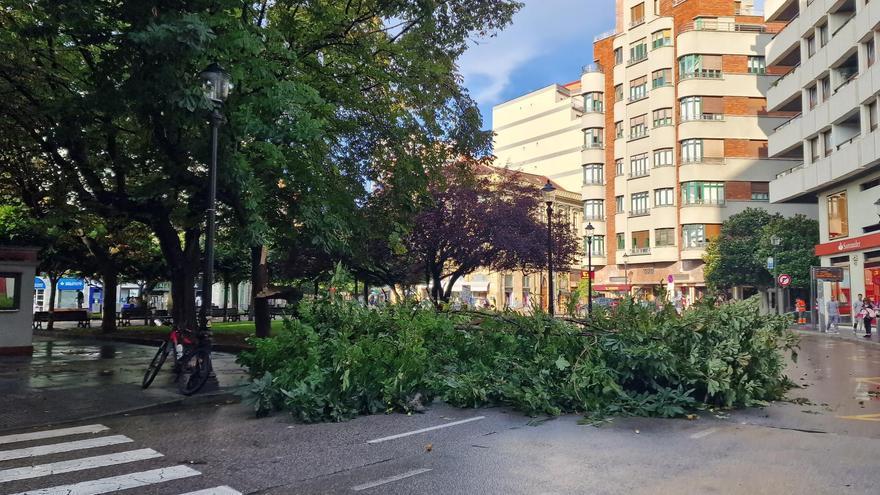 Alarma en Gijón por la caída de un gran árbol en la plazuela de San Miguel