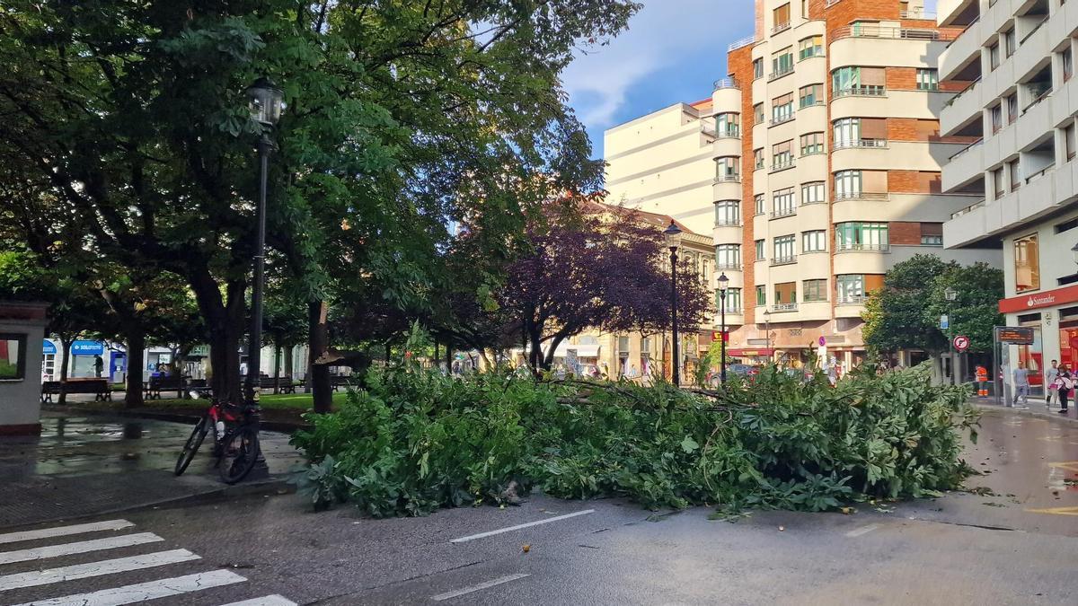 Alarma en Gijón por la caída de un gran árbol en la plazuela de San Miguel