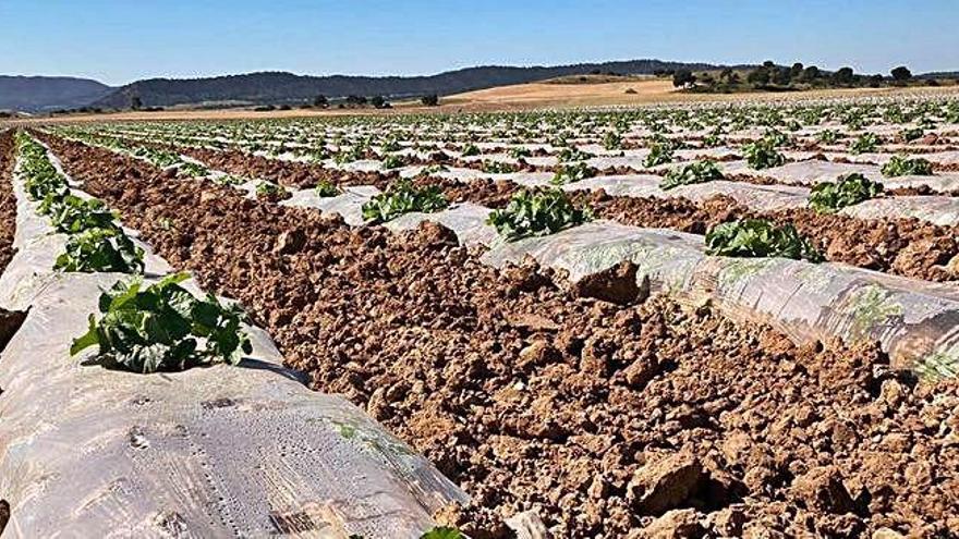 Carrefour compra más de un millón de kilos de melones al campo murciano