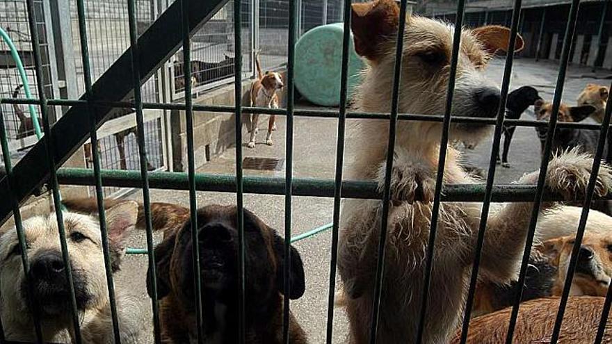 Un grupo de perros abandonados, en las instalaciones de una protectora. / iñaki abella