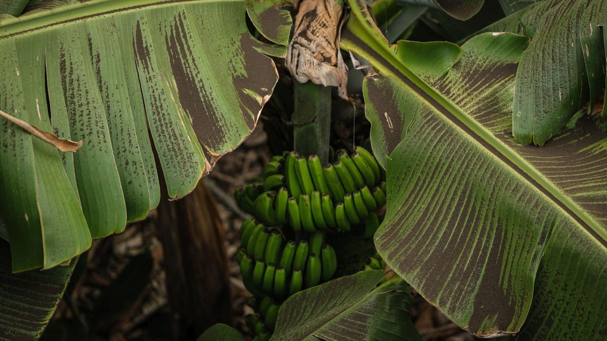 Cenizas plataneras