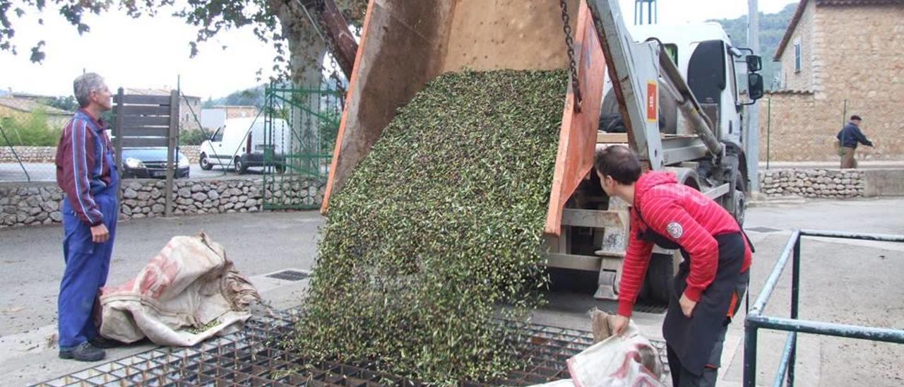 Operarios de la cooperativa agrícola de Sant Bartomeu descargando un camión con mercancía.