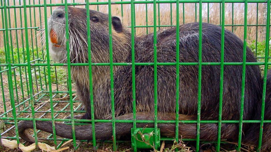 El coipú, un rosegador de la Patagònia, s&#039;estableix a les comarques gironines