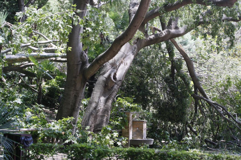 Tanquen fins dilluns els Jardins de la Devesa per la caiguda d''un plàtan