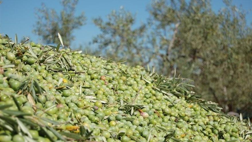 La producción de aceitunas de mesa alcanza las 135.450 toneladas en su primer mes de campaña