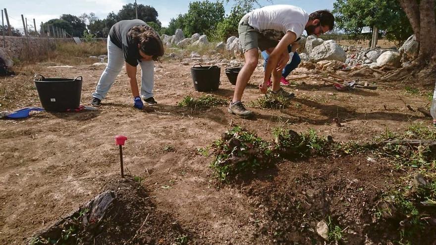 Iniciada una nueva fase de excavación en el poblado de Es Pou Celat