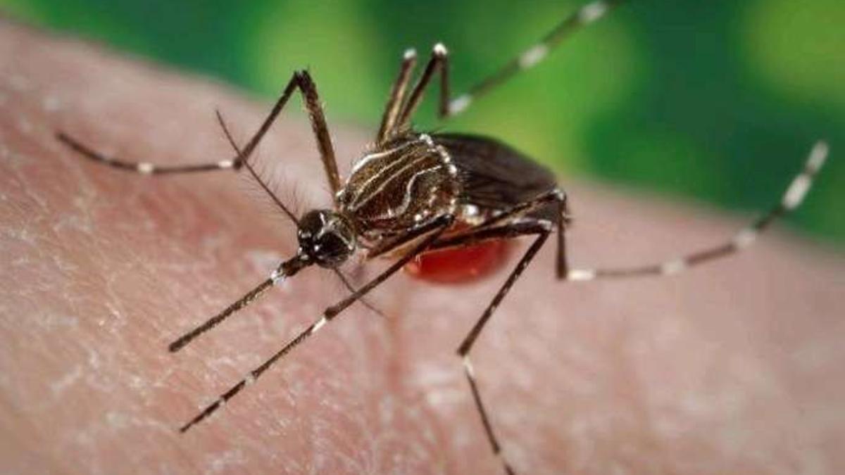 Ejemplar de mosquito Aedes aegypti.