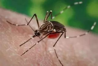 Mosquiteras enrollables: así es como se acaba con las picaduras de los  insectos