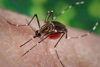 La OMS alerta de que el mosquito de dengue, zika y chikungunya está en España y puede haber casos en verano