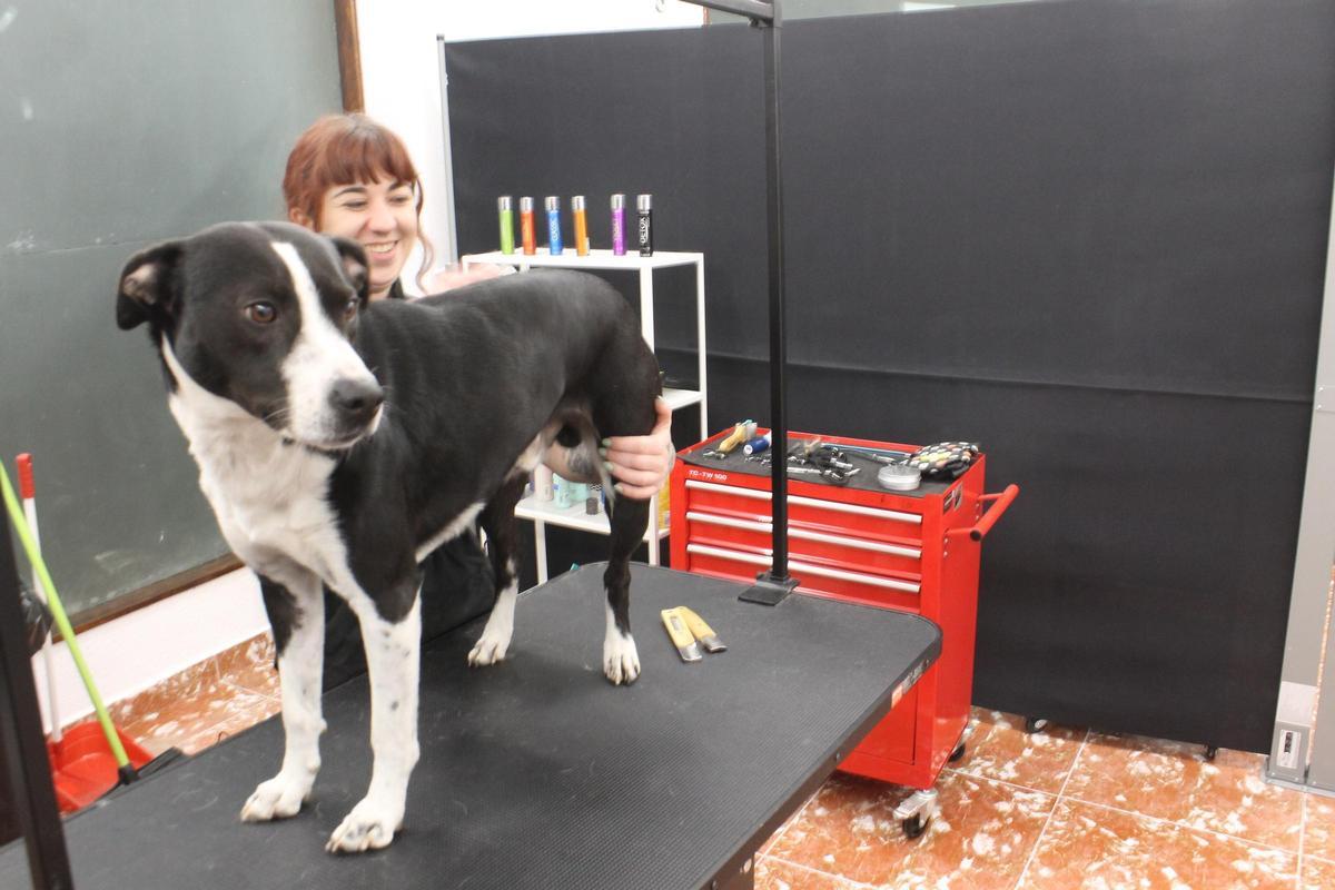 La nueva peluquería canina de Grado, en imágenes