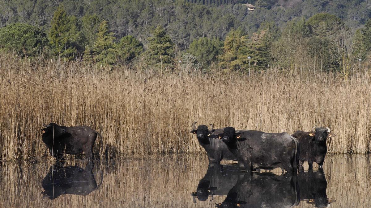 Un grup de búfals d’aigua domèstics que habiten al paratge de les Estunes.