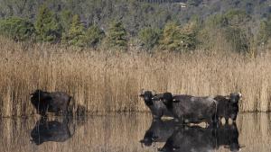 Un grup de búfals d’aigua domèstics que habiten al paratge de les Estunes.
