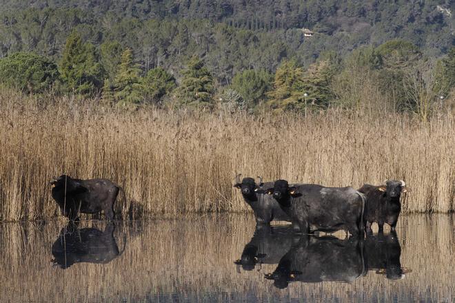 Un grup de búfals d’aigua domèstics que habiten al paratge de les Estunes.