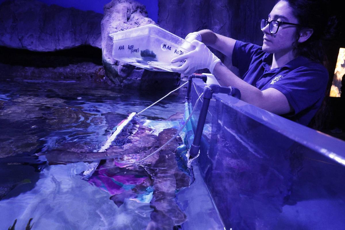 El trabajo de los profesionales del Acuario de Gijón, que alcanza sus 20 años de actividad, en imágenes.