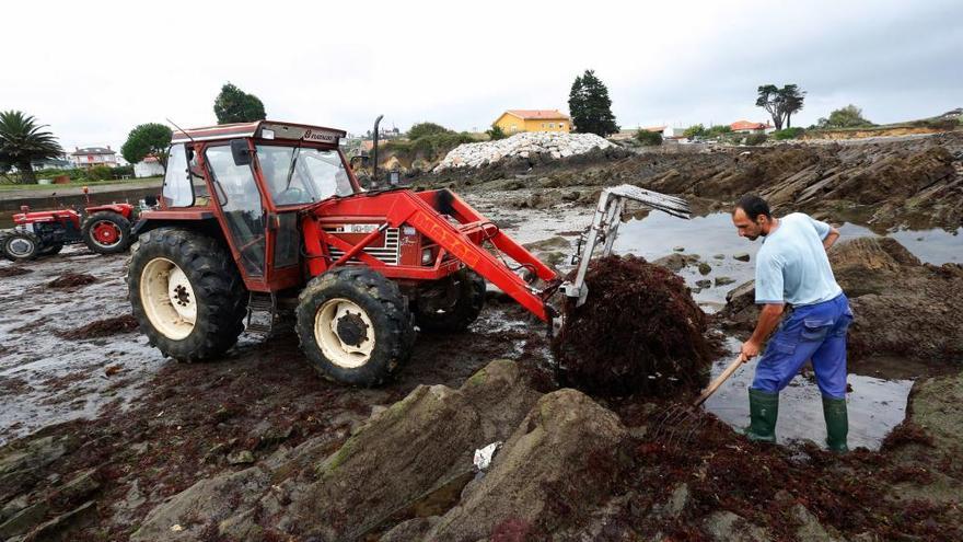 Los tractores para recoger algas ya tienen regulación en Asturias