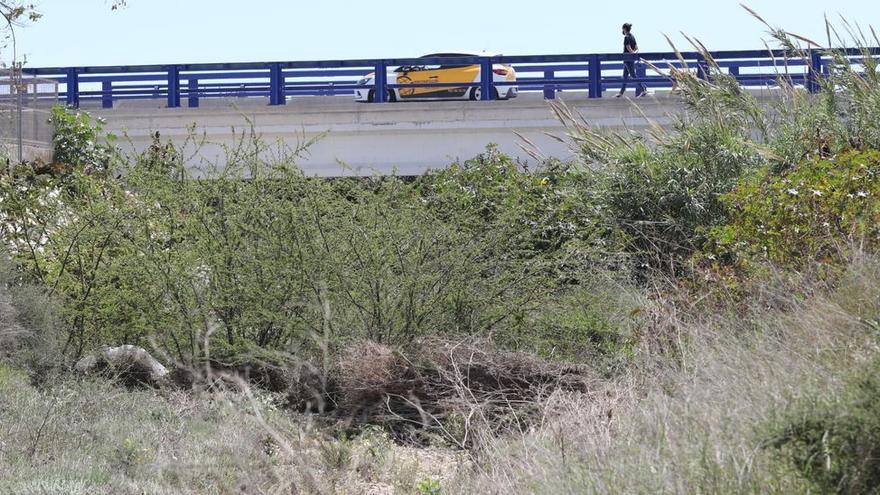 Denuncian a una explotación ganadera por tirar corderos muertos a un barranco de Elche