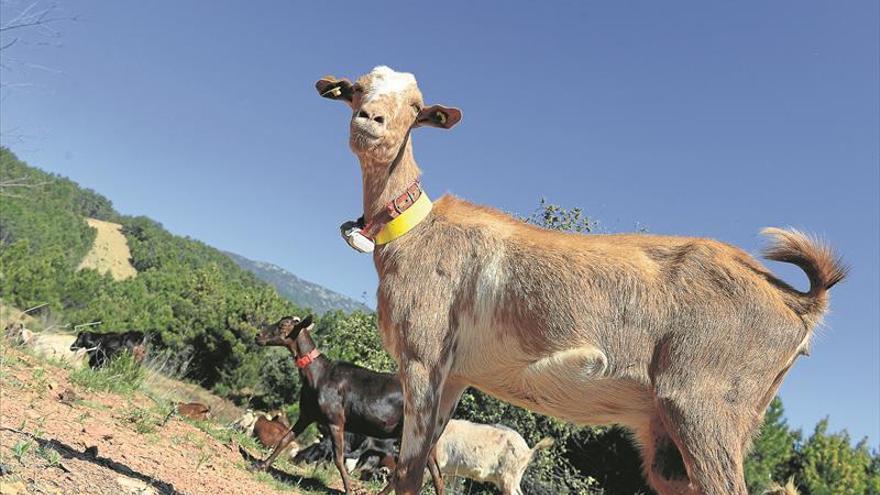 Un sello para el mejor cabrito